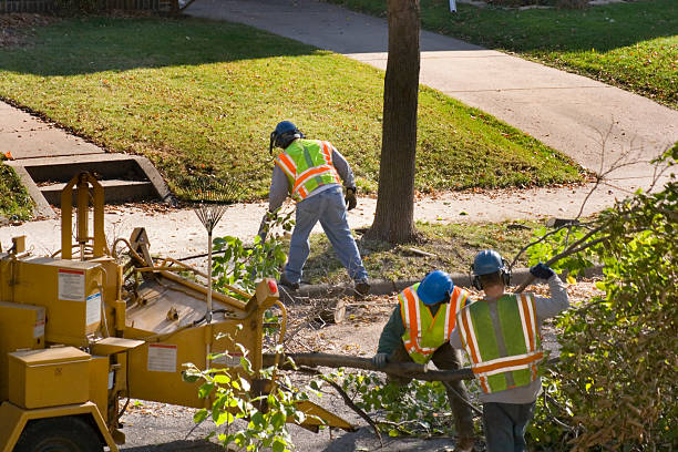 How Our Tree Care Process Works  in New Holstein, WI